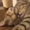 Kucing kucing 23