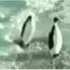 Funny Fights 13