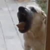 Animales Divertidos MOV 2🐶🐱 5