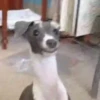 MEMES PRA VOCÊ 🤣 15
