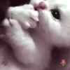 Милые кошки 27