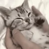 Para espalhar o amor 2 6
