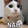 Animais engraçados 9