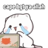 Kucing Cute Dua 10