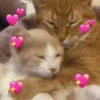 Novos gatinhos fofos 8