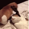 Funny meme gif 13