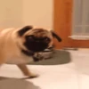 Cute puppies 12