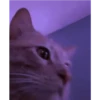 Kitten 11