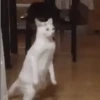 Gatitos animados 7