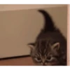 Gatos cura depresión🐱Animados▶️ 5