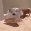 Perritos Animados 5