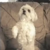 Perritos Animados 11