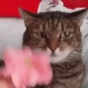 Memes de gatinho 6