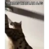 Meme kucing 9
