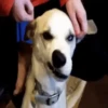 Perritos Animados 6