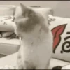 Funny Animated Meme 15