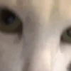 Cada vez mais gatinhos animados 15