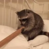 Animales Divertidos MOV 2🐶🐱 13