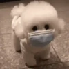 Animales Divertidos MOV 2🐶🐱 11