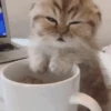 🐱 Gatitos Random Mov 🐾 7