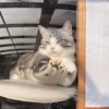 Novos gatinhos fofos 9