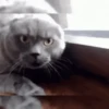 Gatitos pa' tu whatsaap ๏ᴥ๏ 16