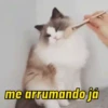 Novos gatinhos fofos 10