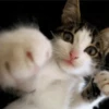 Gatitos Random 12