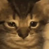 Gatitos Random 18