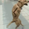 Perritos Animados 9
