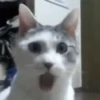 🐱 Gatitos Random Mov 🐾 10