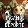 Perritos ? 6