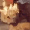 Gatinhos animados 8