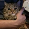 Kucing kucing 27