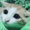 OJITOS TIERNOS👀🥺(MEMES) 6