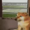 Animated Animals 7