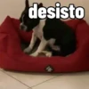 MELHORES REAÇÕES!!! 9