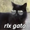 Gatinhos expressivos 😹 6