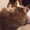 🐱 Gatitos Random Mov 🐾 14