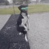 Cute puppies 15