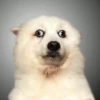Cute puppies 5