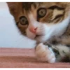 Gatos cura depresión🐱Animados▶️ 11