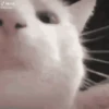 🐱 Gatitos Random Mov 🐾 17