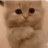 Gatinhos Memes🐈 12