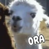 Memes de Animales 🐕🐈 15