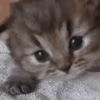 Gatitos Movibles 8
