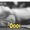 Gatos fofos e engraçados ❤️ 15