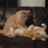 🐱 Gatitos Random Mov 🐾 13