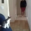 Memes de Pets🐾 7
