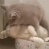 😻Gatitos Pal Chat 2 😹 12